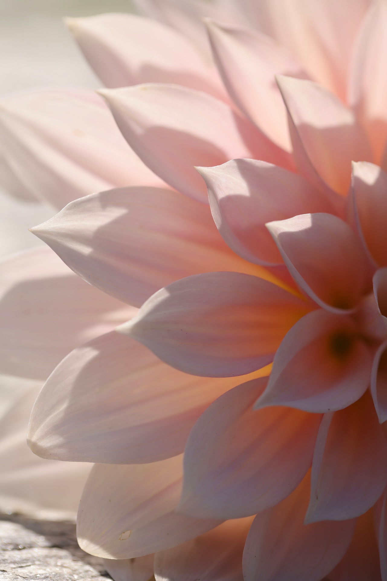 Anne du Chastel — one practice, two speeds